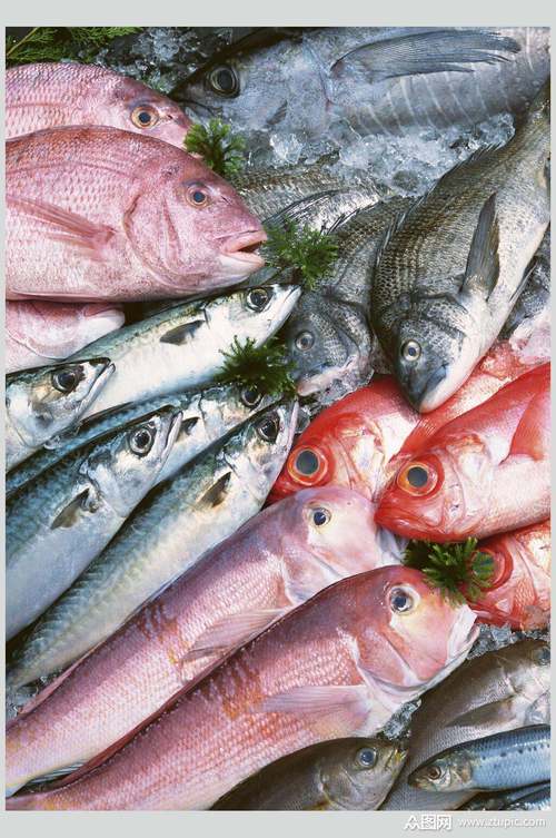 招牌美味海鱼食品摄影图片素材
